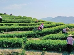 永福高山茶 袅袅出浓香