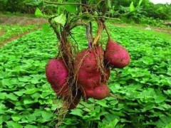 固安红薯香又甜 专业种植效益高