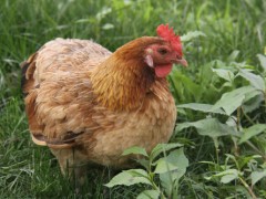 夏季养散养柴鸡 做好这4要点！