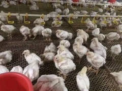 肉鸡热应激的缓解措施