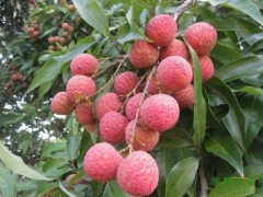 荔枝采果后怎样施肥