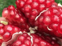 会泽盐水石榴结出幸福果