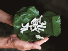 小小蚕茧织出脱贫生活