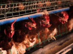 夏季散养鸡要注意哪些事项？