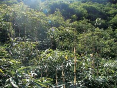 鲜笋产业促发展 镇雄鲜笋脆嫩甜