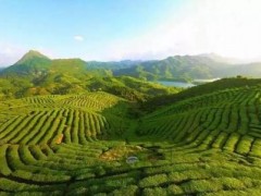 丰顺县与拼多多联手打造“高山茶文化节”