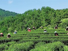 五指山上采春茶 茶香四溢飘人家