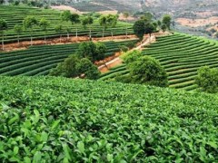 千亿云茶产业撑起脱贫致富路