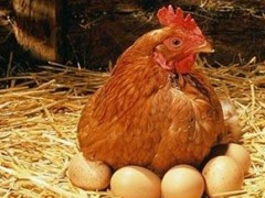 蛋鸡刚开产要注意什么？