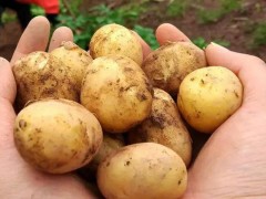 恩施小土豆带来大变化