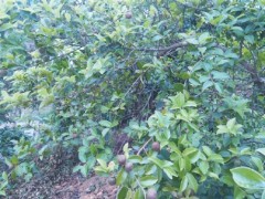 那坡油茶结金果