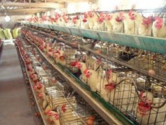 蛋鸡脱毛是什么原因？怎么治疗？