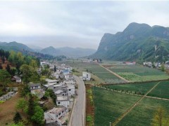小香葱有大发展