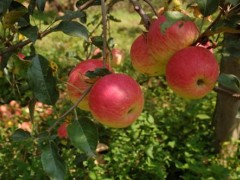 越西苹果香又脆