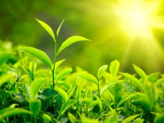 让“中国特色茶”走得更远