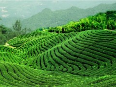 晴隆茶走出黔西南 产业发展带动县域经济