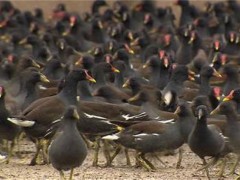 黑水鸡的养殖注意事项！