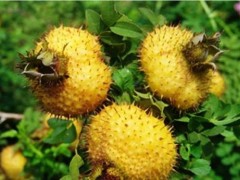 山野间的小梨花结出致富果
