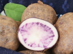 高山乌洋芋为农户带来大收获