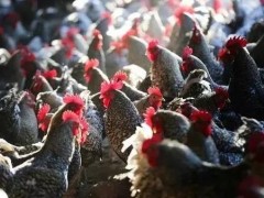 夏季鸡拉稀了怎么办？