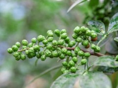 青花椒产业带起金阳大发展