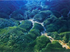 澜沧茶产业大阔步 促发展