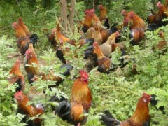 柴鸡养殖注意事项