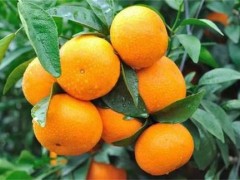 沃柑种植注意事项