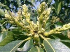 早花芒果树管理要点