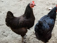 黑凤鸡养殖技术
