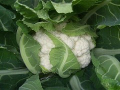花椰菜干烧心原因及防治方法
