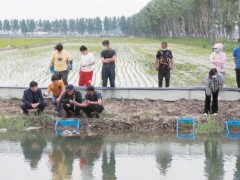稻虾种养出成绩 小龙虾越来越红火