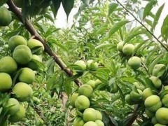 第四届巫山脆李采摘季正式启动
