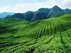 沿河有茶 生态开发
