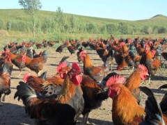 夏季散养柴鸡要注意哪些事项？