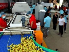 光电智能分拣线帮助大荔冬枣产业增收提效