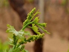 葡萄萌芽期的管理技术