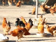 “北京油鸡”获国家农产品地理标志认证