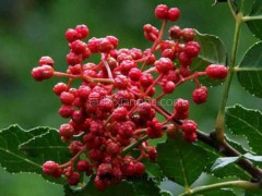 九龙花椒产业忙 麻香四溢暖心房
