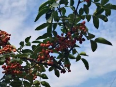 “全国花椒之乡”甘谷花椒香传四方
