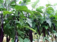 茄子种植三不宜