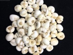松潘川贝母 产业化标准化