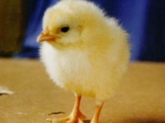 常见导致雏鸡死亡率高的六大原因