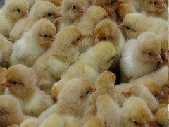 鸡苗怎么养？鸡苗疾病怎样防治？