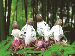 剑河食用菌又增添新秀