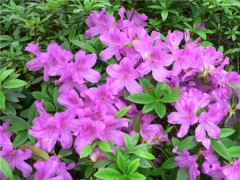 杜鹃花叶子发黄是怎么回事