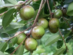 广西平果 油茶产业促发展