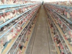 春季该怎么调整蛋鸡饲料