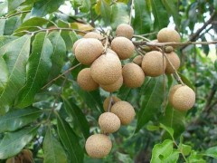 龙眼的种植要点