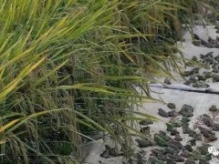 “稻鳖共养”走出水产养殖新路子